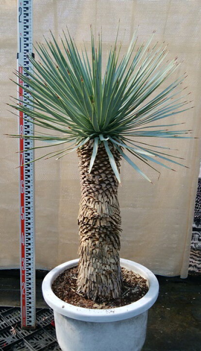 楽天市場】【現品】ユッカ トンプソニアナ 13号鉢植え 根回り品 