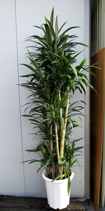 楽天市場】青ドラセナ 10号鉢植え : 千草園芸