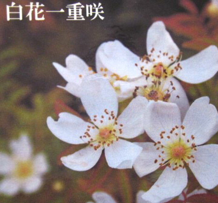 楽天市場 モッコウバラ 白一重 5号苗 オールドローズ I11 千草園芸