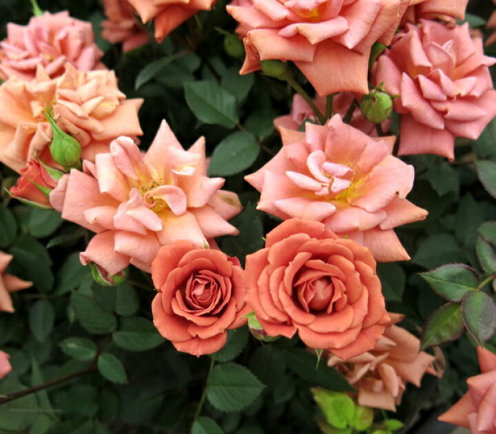 楽天市場 花なし ミニバラ テディベア 4号苗 千草園芸