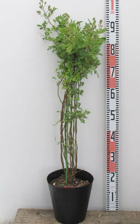 楽天市場 香りモッコウバラ カオリモッコウバラ 6号苗 J6 千草園芸 楽天市場 香りモッコウバラ カオリモッコウバラ 6号苗 J6 千草園芸