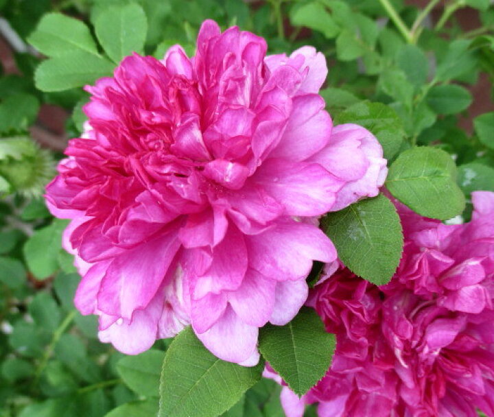 楽天市場 現品 イザヨイバラ 十六夜薔薇 6号 J1 千草園芸