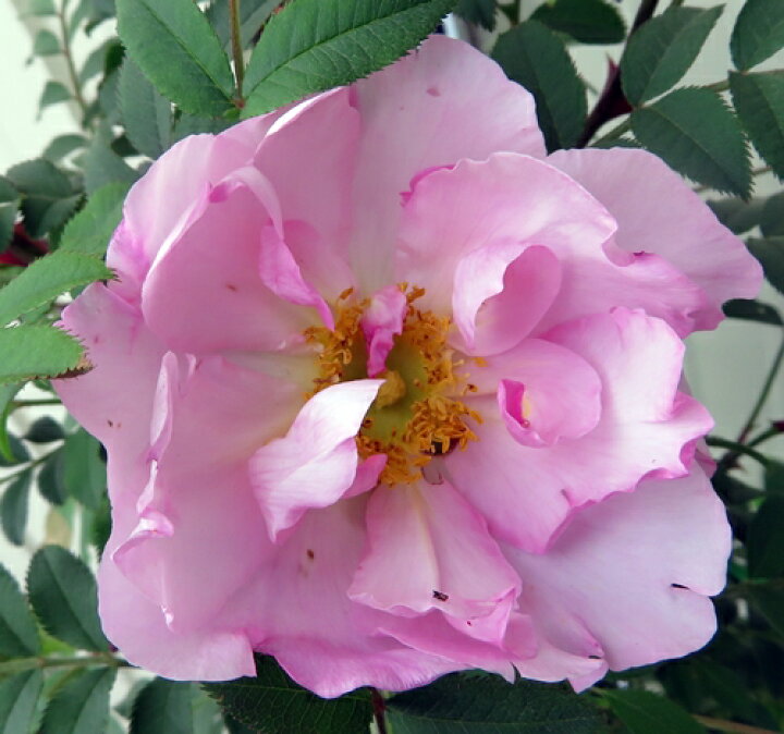 楽天市場 八重咲き山椒薔薇 ヤエザキサンショウバラ 苗 千草園芸