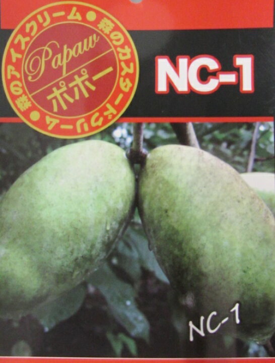 楽天市場】【樹形が選べる現品販売】ポポー NC-1 接ぎ木苗 6号鉢植え 