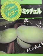 ポポー　ミッチェル　接ぎ木苗　苗木　5号《果実を楽しめる苗木》