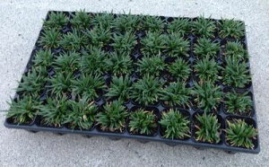 ʗ(^}E) (qE)@ 401P[XyOhJo[z