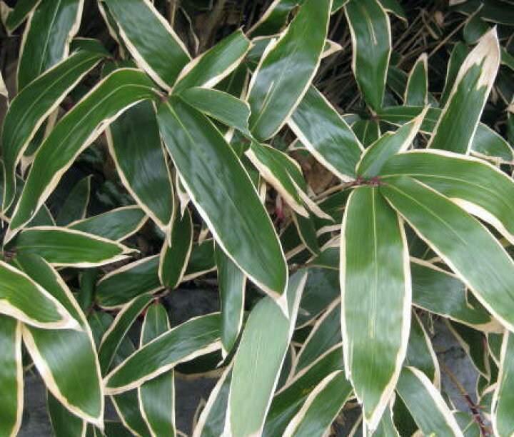 楽天市場 クマザサ 隈笹 3 5号苗 B 千草園芸