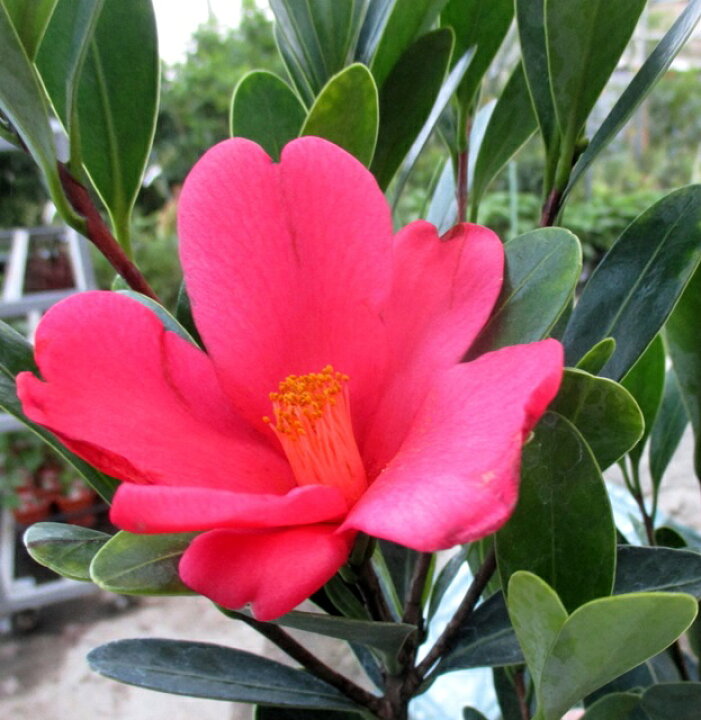 楽天市場 現品発送 301 四季咲き アザレア椿 ツバキ 5 5号 苗木 千草園芸