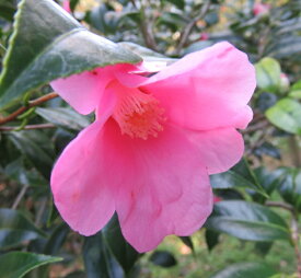 【選べる現品発送】椿（ツバキ）　紅侘助（ベニワビスケ）　苗木　樹高1.2m～1.3m【根巻き】