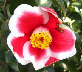 現品　椿（ツバキ）住之江（スミノエ）8号苗木T115