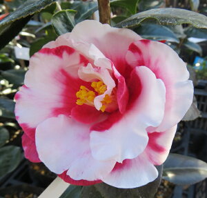 ցicoLj⍪i(ClV{)@4cS(g09-1)