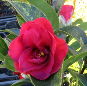 yiM3186zցicoLj@̗iAKmTgj6|bgA@c(g03-1j