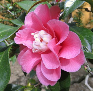 ցicoLjH(qVJCg)@4c (g07-2)