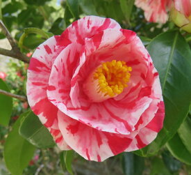 椿（ツバキ）蝦夷錦(エゾニシキ)　苗木　4号（d10）