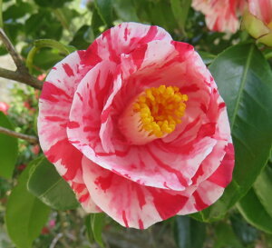 ցicoLjڈ΋(G]jVL)@c؁@4id10j