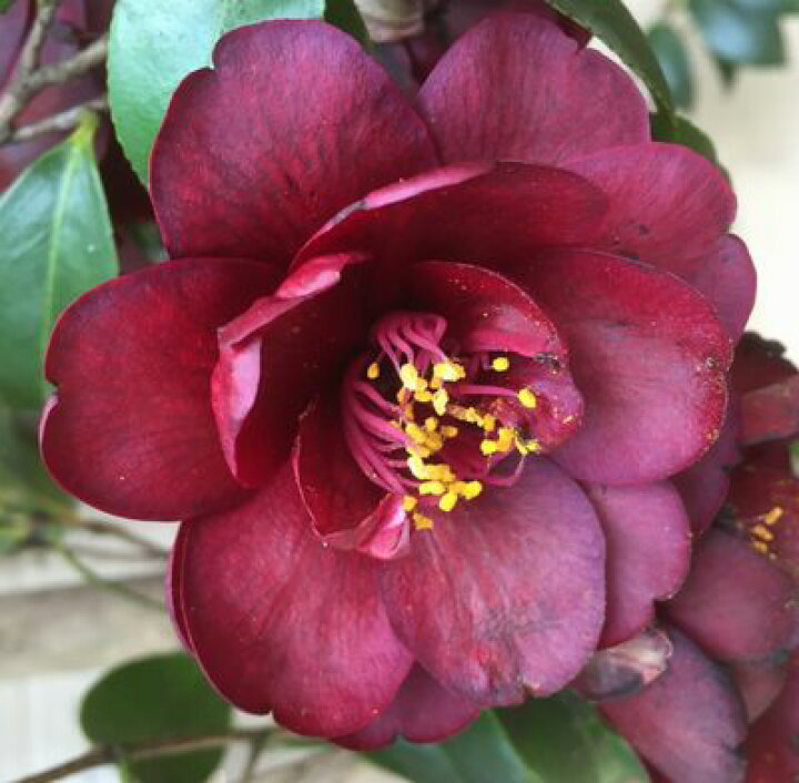 楽天市場 椿 ツバキ 八重黒椿 ヤエクロツバキ 苗木 4号 G04 1 千草園芸