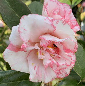 i@ցicoLj𒆉(V`EJ)@8cT118