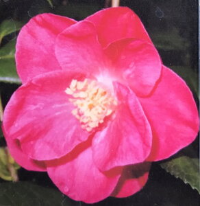 yiM3183zցicoLjg@6|bgcig03-2)