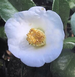 ցicoLjinNCj6ڂؕc؁ig08-1j