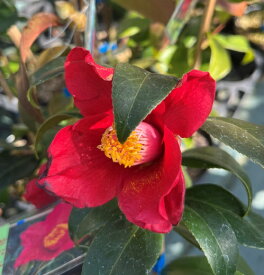 椿（ツバキ） おにゆり　4.5号ポット植え　苗木(d09)