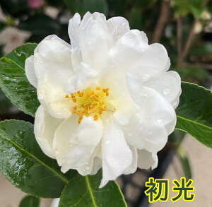 yiőIׂzTUJ@4`4.5c(d03)