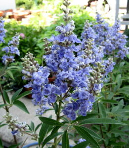 西洋ニンジンボク(セイヨウニンジンボク)　紫　9号フレグラー鉢植え　大株　落葉樹　庭木