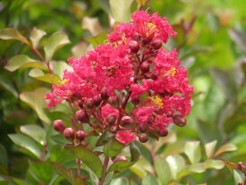 矮性サルスベリ　ペチートサンシャイン　レッドインプ(赤花) 　5号　苗木