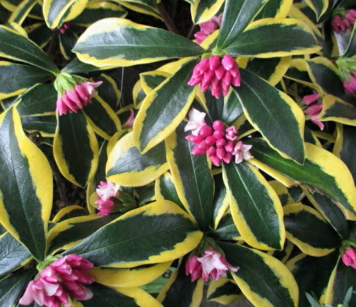 楽天市場 ジンチョウゲ 黄金斑入り 前島 4 5号苗 I05 千草園芸