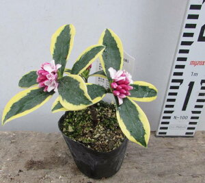 ԁiW`EQj@  @O@ 3|bg@c(i11)