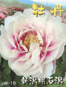 牡丹 苗の人気商品 通販 価格比較 価格 Com