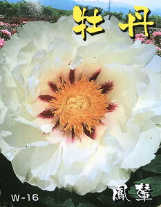 牡丹 苗の人気商品 通販 価格比較 価格 Com