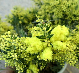 【現品販売】アカシア　テレサ　特大株　10号植え(h30)