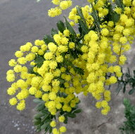 ミモザアカシア　5号鉢植え　苗木()