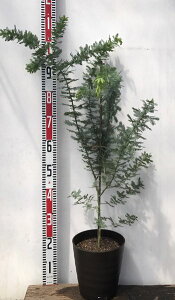 植木 盆栽 ミモザの人気商品 通販 価格比較 価格 Com