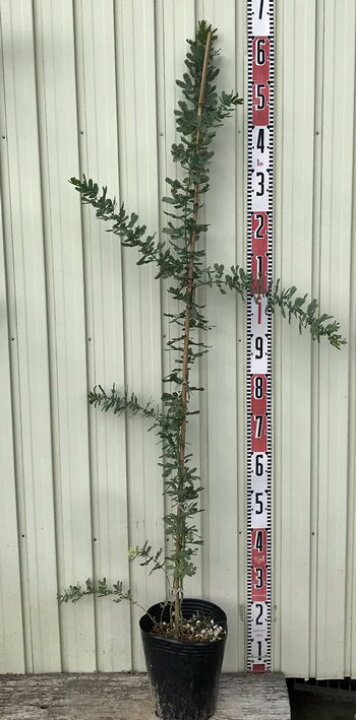 楽天市場 ミモザアカシア ギンヨウアカシア 苗木 7号ポット植え 樹高1 3m 千草園芸 楽天市場 ミモザアカシア ギンヨウアカシア 苗木 7号ポット植え 樹高1 3m 千草園芸