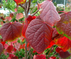 【選べる現品発送】マルバノキ 株立ち 苗木 樹高約1.6m【落葉後発送】