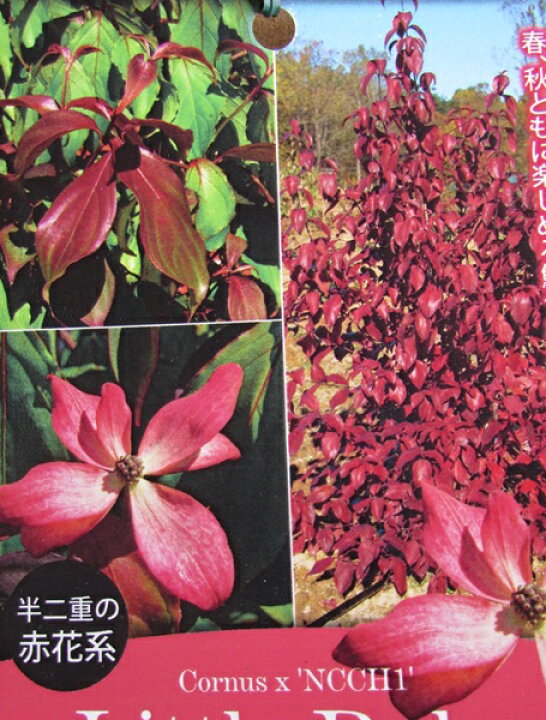 楽天市場 常緑ヤマボウシ 赤花 リトルルビー 苗木 樹高1 4m 千草園芸