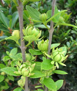 jICEoC(X~)@ Ael@ c؁@@ 1m