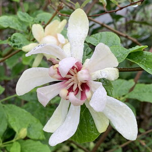 JJTX zCghX@7c؁iy07)