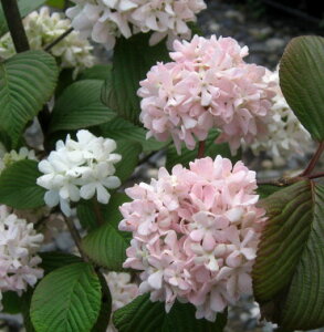 sNIIf}(ro[i)@6@c(v06)