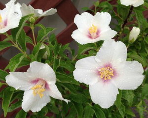 oCJEcM@xGg[@5@c(k02)