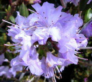 ブルーツツジ 黒潮 クロシオ 3号