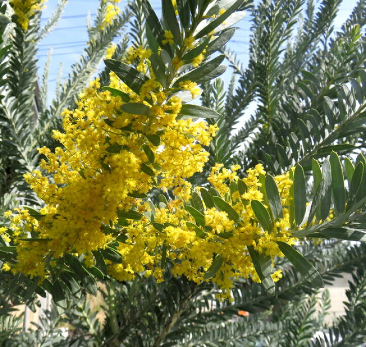 楽天市場 アカシア ブルーブッシュ 3号苗 ｃ13 千草園芸