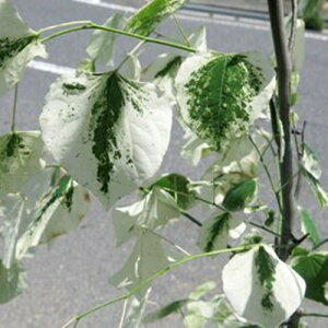 AJniYIE Vo[NEh@ڂؕc@c؁@7