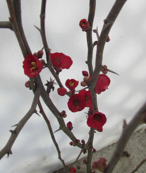 楽天市場 寒ボケ 寒木瓜 赤花 苗木 0 9 1m 千草園芸 楽天市場 寒ボケ 寒木瓜 赤花 苗木 0 9 1m 千草園芸