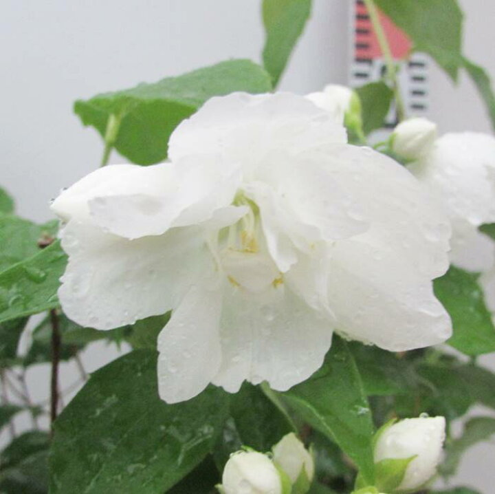 楽天市場 バイカウツギ 半八重 6号 苗木 Z02 2 千草園芸