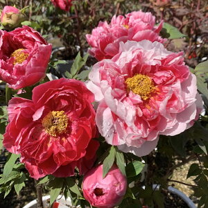 yimFς݁z{^(O) c؁@(V}jVLj@7