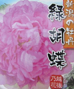 牡丹 盆栽 植木の人気商品 通販 価格比較 価格 Com