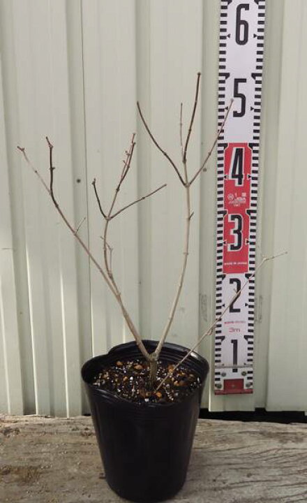 楽天市場 バイカウツギスノーファンタジー 半八重 5号 I6 千草園芸