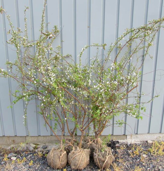 楽天市場 ユキヤナギ 雪柳 苗木 50cm 5株セット 千草園芸